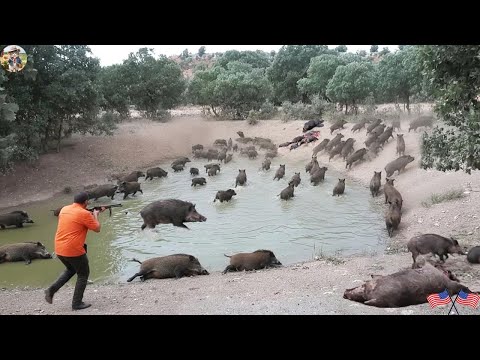 Wild Boars Break Into Farm Farmer Catches Wild Boar in a