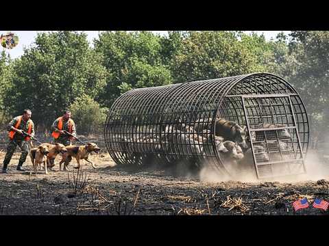 New Trap Design Effectively Tricks Wild Boars Hundreds