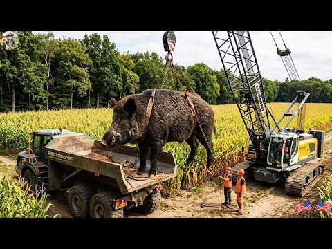 How To Get It Back The Biggest Wild Boar We ve Ever Seen