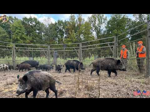 California Farmers Stop Wild Boars From Appearing At The