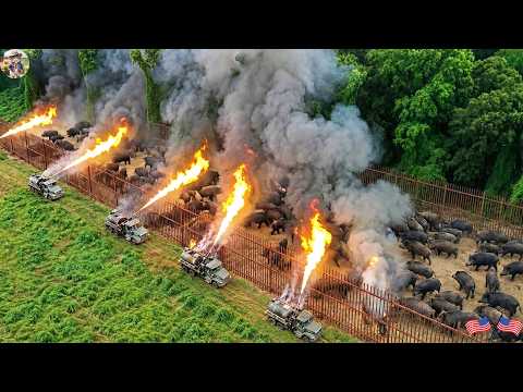 How Did Louisiana Turn The Tide In A Plan To Capture Wild