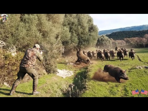 Wild Boars Massively Attack Farm Farmers Confront Them And