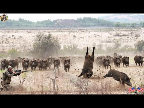 Unbelievable Wild Boar Runs Across Field And Fiery Chase