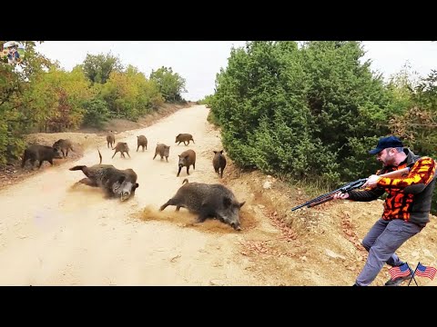 Unbelievable An Explosive Moment A Wild Boar Chase Full Of