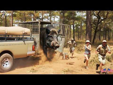 UNBELIEVABLE Aggressive Wild Boars Break Through Traps