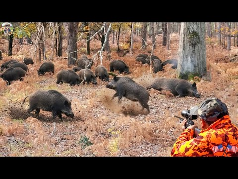 Monster Boar Huge Herd of Wild Boars Suddenly Appears How