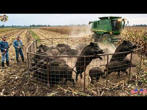 Texas Farmers Block Wild Boars Escape in Cornfield Capture