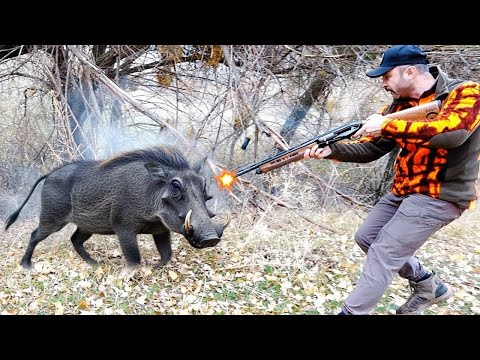 Deadly Battle with an African Warthog Hunter s Intense