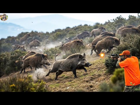How Arizona Farmer Takes Down 101 Wild Hogs Spectacular