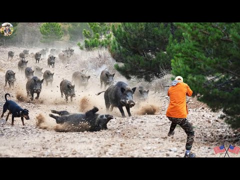 ULTIMATELY DANGEROUS WILD BOAR INVASION Perfect Shot In