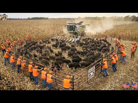 200 Wild Boars Captured in Just 20 Minutes Right in the