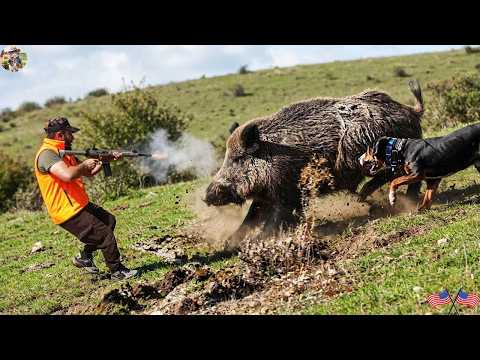 No Way Back A Thrilling Wild Boar Hunt Surrounded by