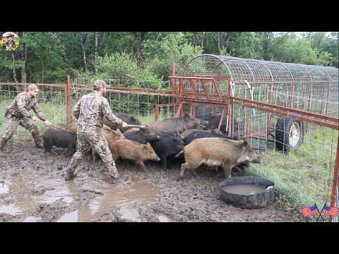 How Do Florida Farmers Build And Set Wild Boar Traps To