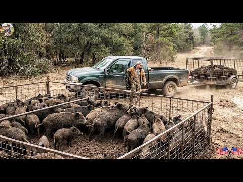 Hundreds of Wild Boars Captured in a Single Night The Most
