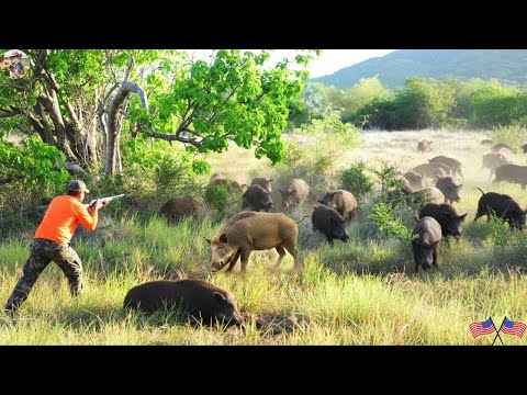 EXTREMELY DANGEROUS Deep Forest Danger Wild Boars Threaten