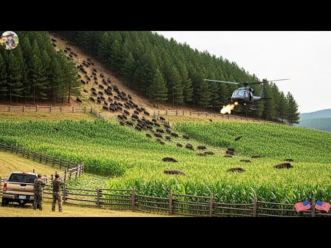 Surrounded From All Sides Wild Boars Pay For The Damage