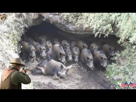 Unbelievable Wild Boars Rushing Out Endlessly from Hidden