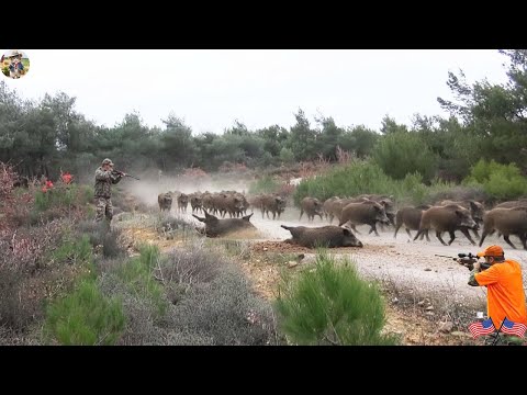 Unbelievable Fierce Wild Boar Chase Through Pine Forest And