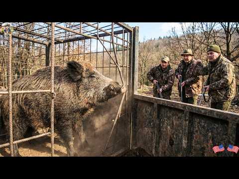 The Giant Wild Boar Was Finally Trapped Now Comes the