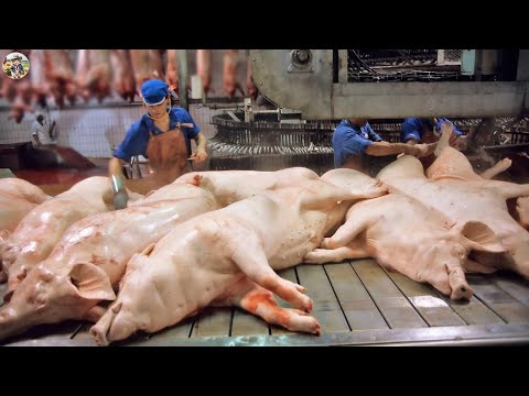 Explore Danish Crown World s Largest Meat Processing Plant