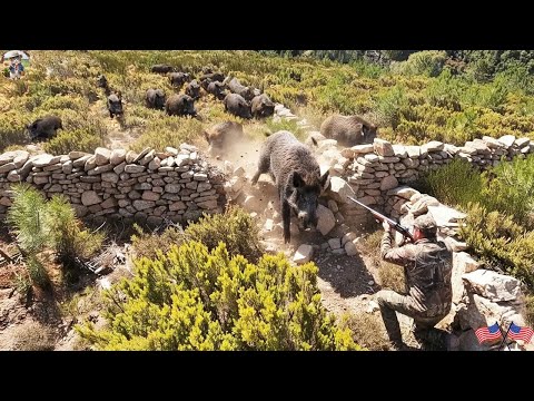 Giant Hogs Attack Hunter How Farmers and Hunters Deal with