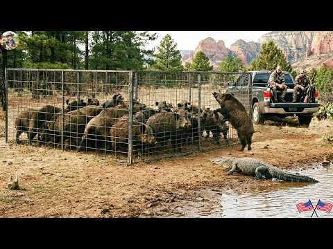 How Texas Farmers Stopped a Wild Boar Invasion The Best