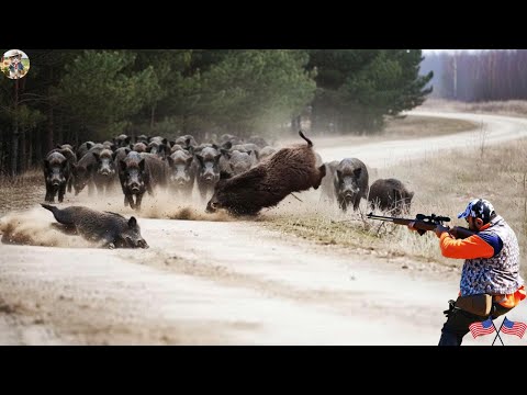 Crazy Wild Boar Invasion Farmer Stops It Immediately With