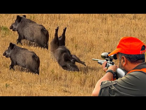 Top 150 Unbelievable Wild Boar Battle How Farmers and