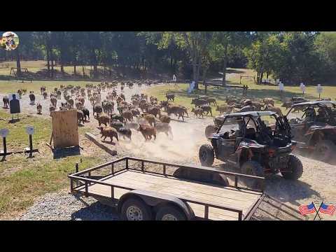 Wild Boars Are Captured Alive Helping Farmers Earn Millions