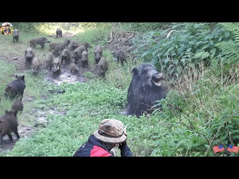 Never Seen Before Heart Stopping Wild Boar Hunt Huge Herd