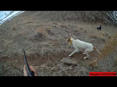 fermada keklik avı 2019 Chasse à la perdrix et au lapin