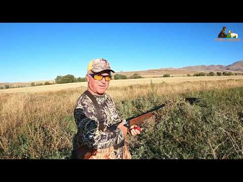 Ustalardan Shotkam ile Muhteşem Bıldırcın Avı quail hunting