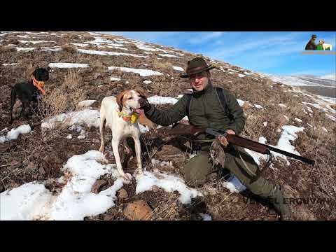 2021 tavşan keklik avları Partridge hunt Partridge and