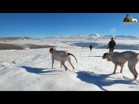 2021 tavşan keklik avları Partridge hunt Partridge and