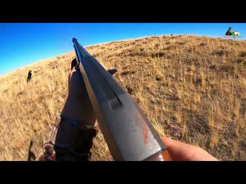 KINALI KEKLİK AVI MUHTEŞEM AV SAHNELERİ Partridge hunt