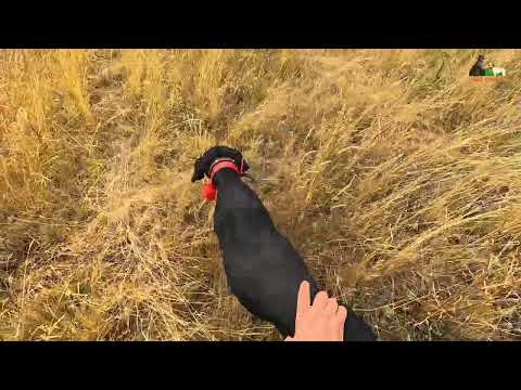 2024 YENİ SEZON BILDIRICIN AVI KAMPI QUAIL HUNT AV KÖPEĞİ