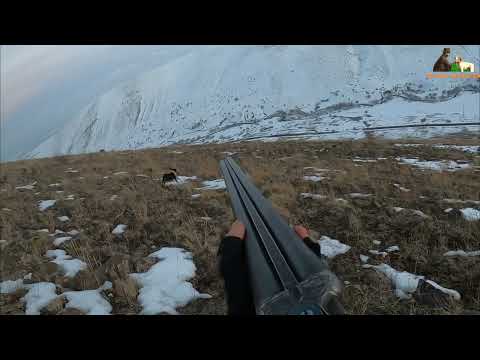 Tavşan keklik avları Partridge hunt Partridge and rabbit
