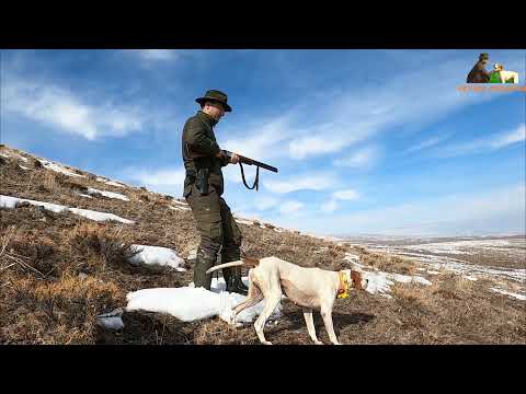 2021 tavşan keklik avları Partridge hunt Partridge and