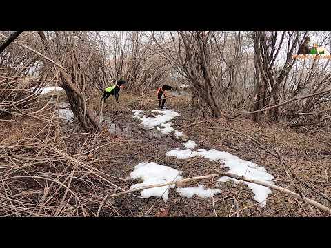 BUZ GİBİ SUYUN İÇİNDE AV KÖPEĞİNDEN MÜKEMMEL FERMA ARES