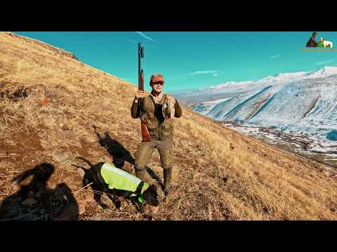Karlı Dağlarda Avköpekleri ile Muhteşem Keklik Avı