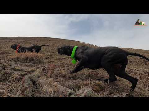 2021 tavşan keklik avları Partridge hunt Partridge and