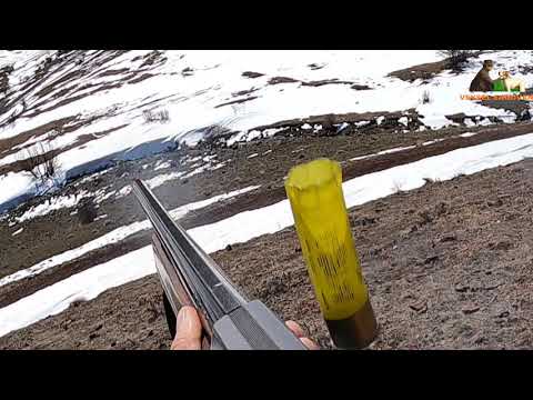 2020 Mükemmel bir keklik avı Partridge hunt Partridge and