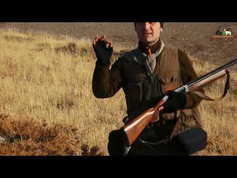 AV KÖPEĞİ İLE TAVŞAN VE KEKLİK AVI Partridge hunt Partridge
