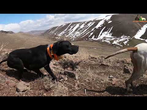 İngiliz Pointer Av Köpeği ile Mükemmel Fermalarda Keklik