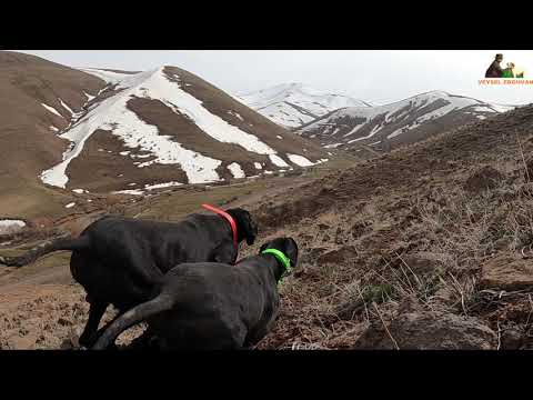YÜKSEK ZİRVELERDE AV KÖPEĞİ İLE KEKLİK AVI PARTRİDGE