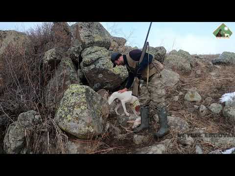 2020 tavşan keklik avları Partridge hunt Partridge and