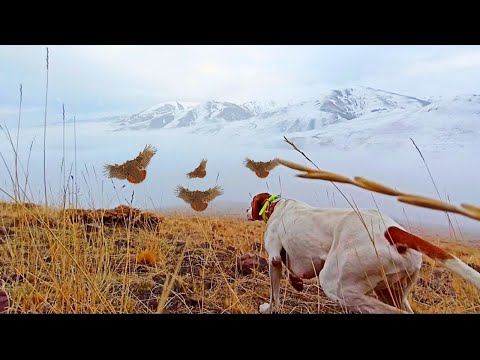 2020 BULUTLAR ÜZERİNDE KEKLİK AVI PARTRİDGE HUNTİNG ABOVE