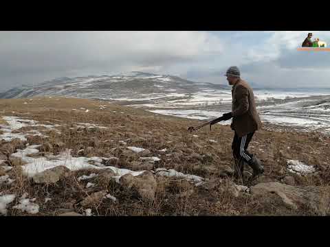 2021 tavşan keklik avları Partridge hunt Partridge and