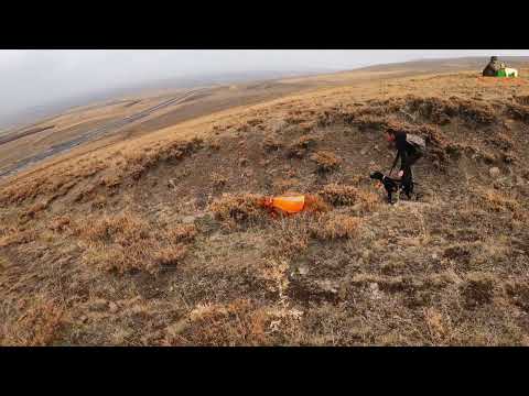 YENİ AV KÖPEĞİM İLE KEKLİK VE TAVŞAN AVI RABBIT HUNT