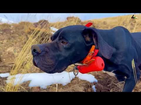 İNGİLİZ POİNTER AV KÖPEĞİ KEKLİK AVI FERMA